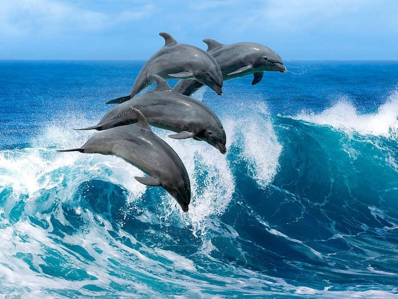 Дельфин в природе